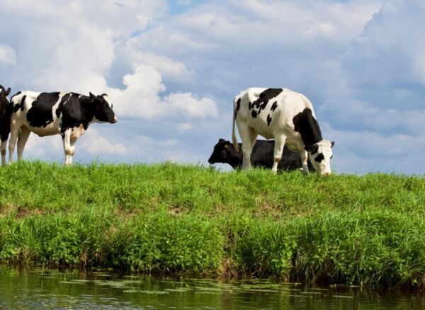 Ditching the Dairy