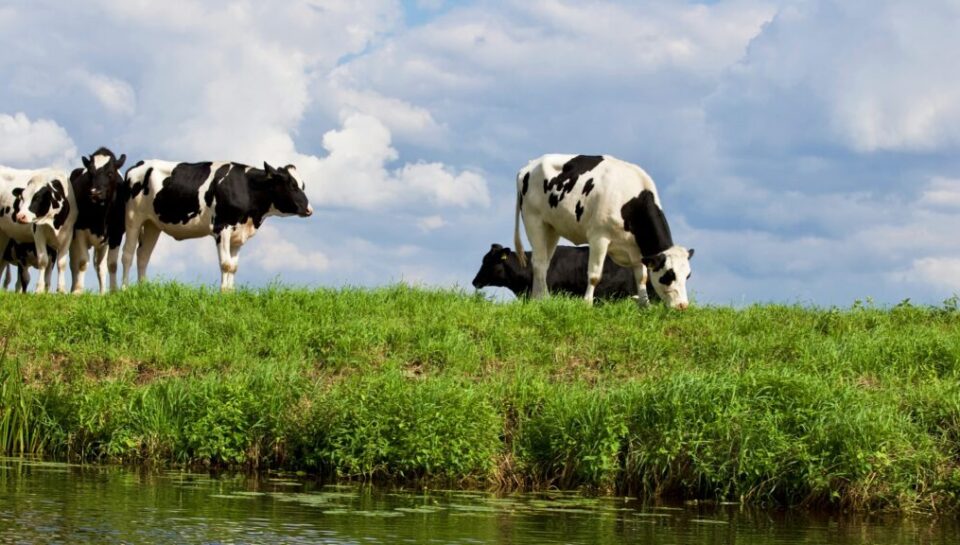 Ditching the Dairy