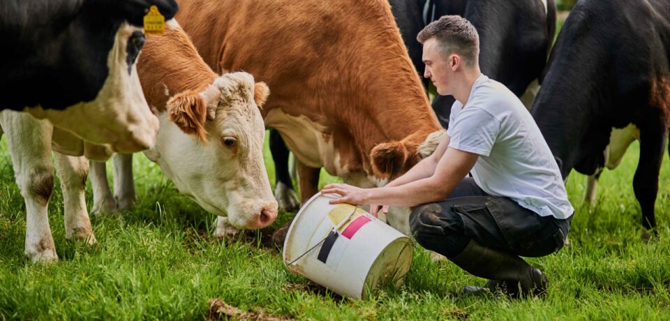 young-man-feeding-cattle-in-a-grassy-field-2026-03-25-07-05-58-utc (1)
