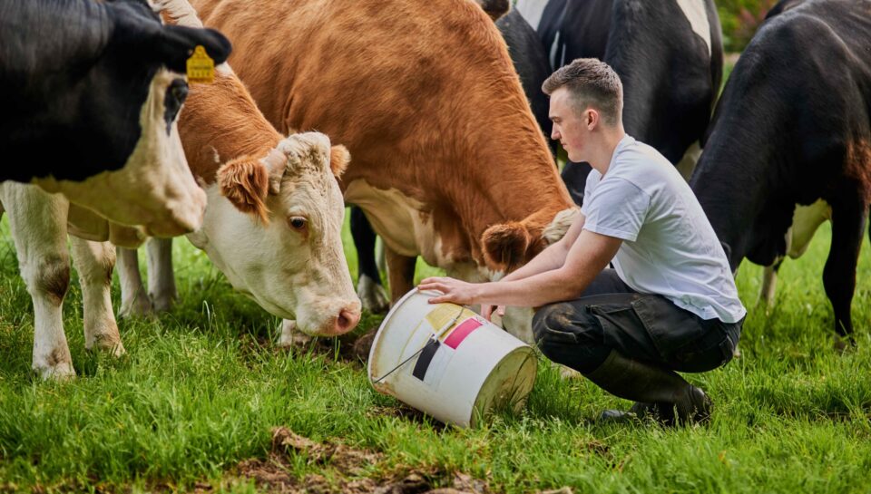 young-man-feeding-cattle-in-a-grassy-field-2026-03-25-07-05-58-utc (1)